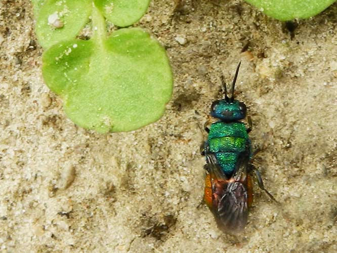Gemeine Goldwespe oder Feuer-Goldwespe (Chrysis ignita)
