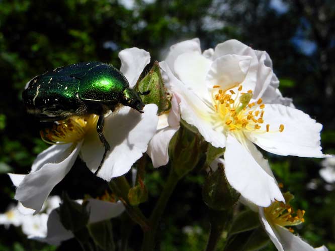 Goldglänzender Rosenkäfer (Cetonia aurata)
