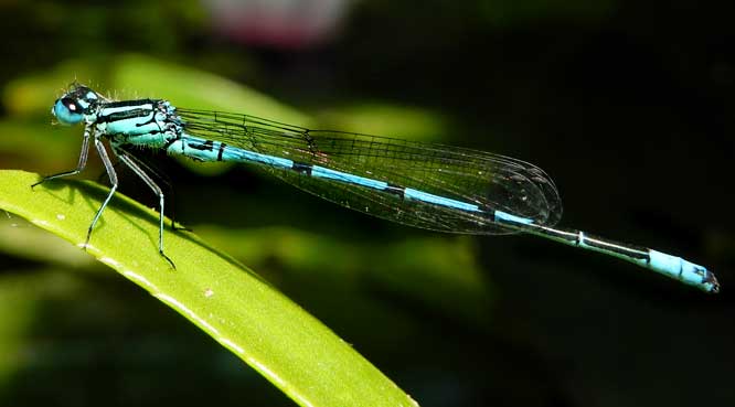 Hufeisen-Azurjungfer (Coenagrion puella), ♂