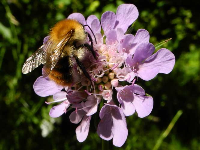 Ackerhummel (Bombus pascuorum)