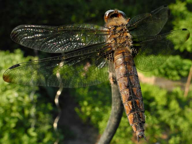 Plattbauch (Libellula depressa) 