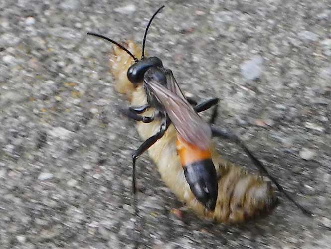 Gemeine Sandwespe (Ammophila sabulosa)