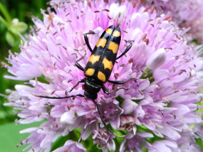 Vierbindiger Schmalbock (Leptura quadrifasciata)