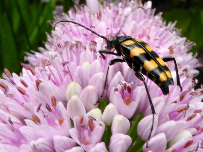 Vierbindiger Schmalbock (Leptura quadrifasciata)