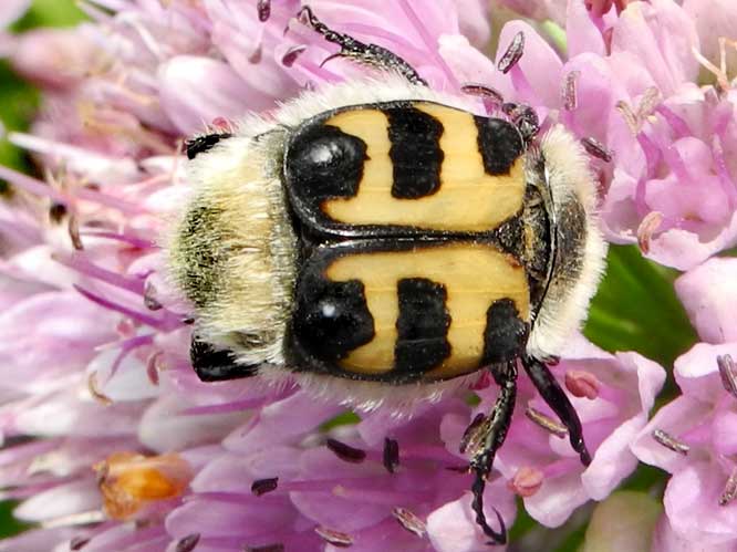 Trichius fasciatus
