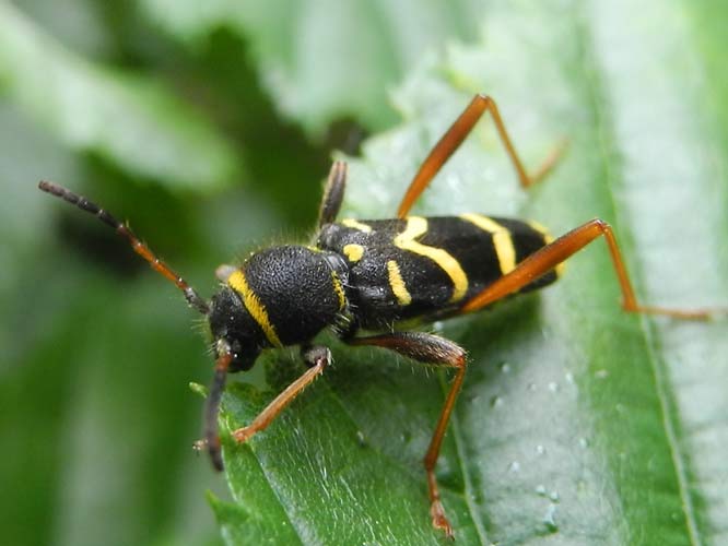 Echter Widderbock (Clytus arietis)