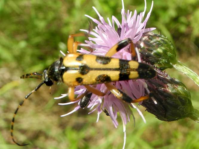 Gefleckter Schmalbock (Rutpela maculata)