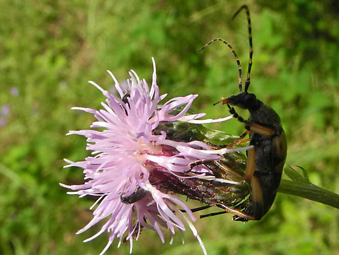 Gefleckter Schmalbock (Rutpela maculata)