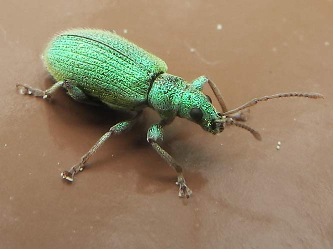 Silberner Grünrüssler (Phyllobius argentatus)