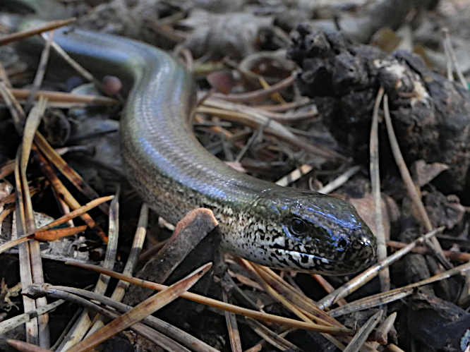 Blindschleiche (Anguis fragilis)