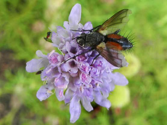 Rotgefleckte Raupenfliege (Eriothrix rufomaculatus)