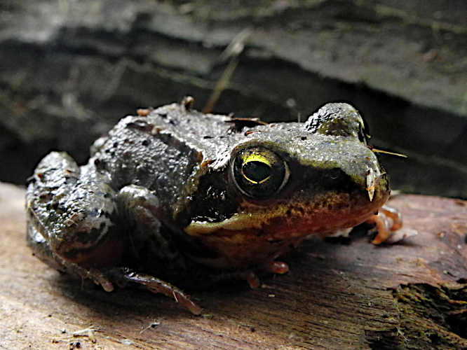 Grasfrosch (Rana temporaria)