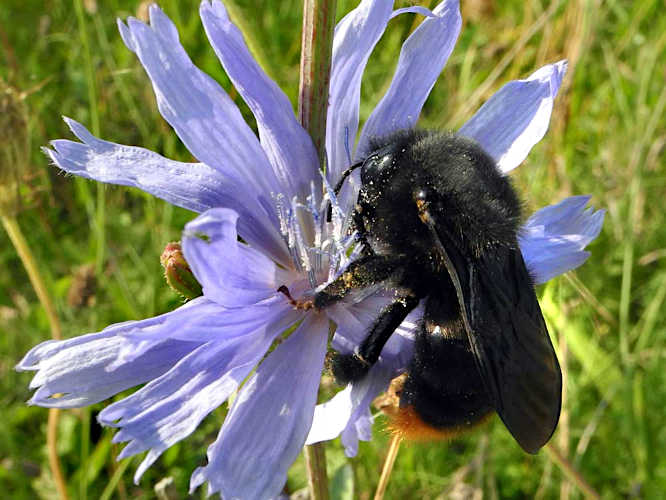 Felsen-Kuckuckshummel (Bombus rupestris)