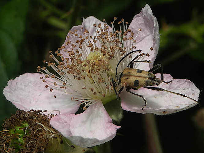 Gefleckter Blütenbock (Pachytodes cerambyciformis)