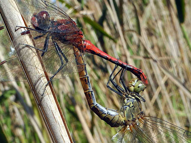 	Blutrote Heidelibelle (Sympetrum sanguineum)
