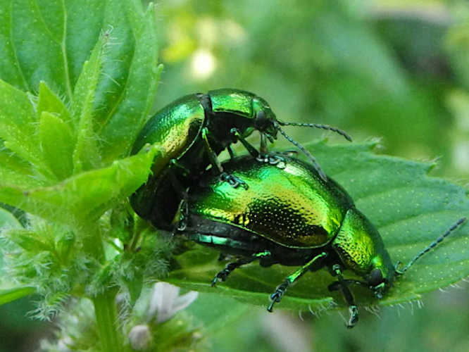 Grüner Minzen-Blattkäfer (Chrysolina herbacea)