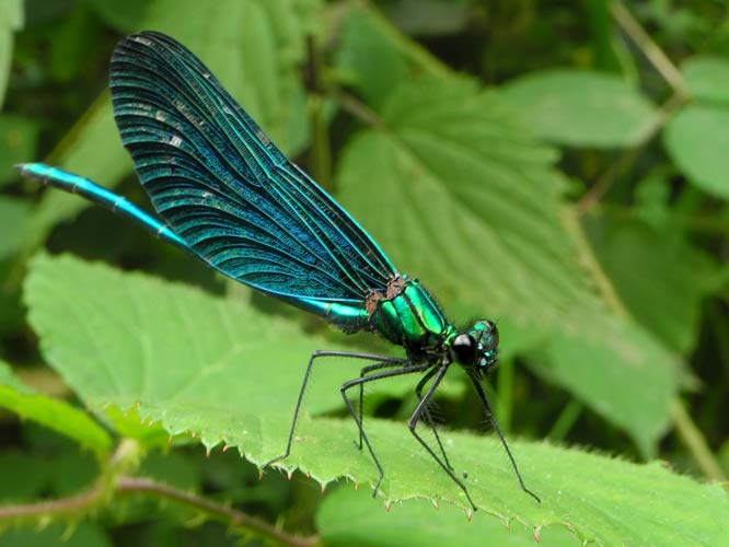 BLAUFLÜGEL-PRACHTLIBELLE (CALOPTERYX VIRGO)