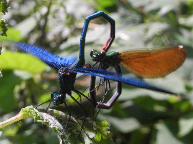 BLAUFLÜGEL-PRACHTLIBELLE (CALOPTERYX VIRGO)