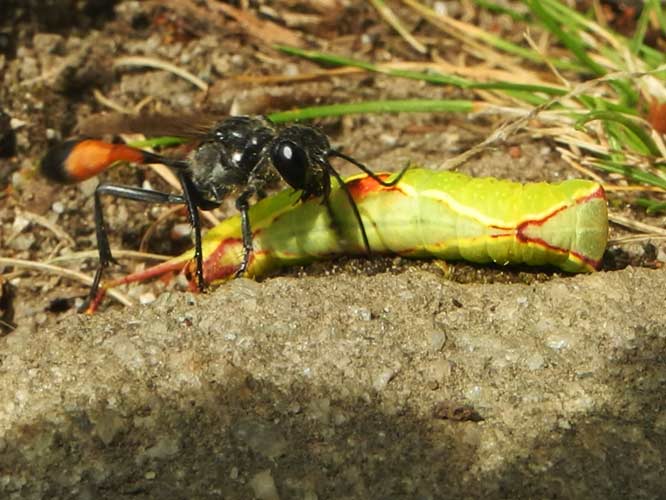 Gemeine Sandwespe (Ammophila sabulosa)