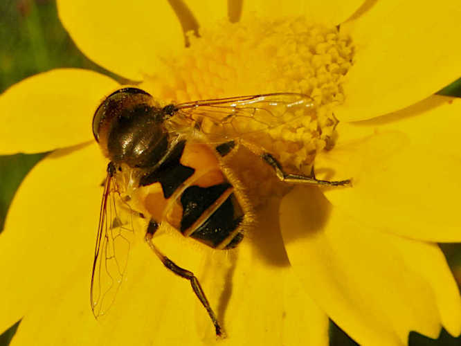 Sattel-Keilfleckschwebfliege (Eristalis arbustorum)
