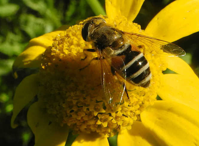 Sattel-Keilfleckschwebfliege (Eristalis arbustorum)