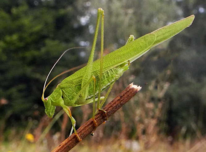 Gemeine Sichelschrecke (Phaneroptera falcata)