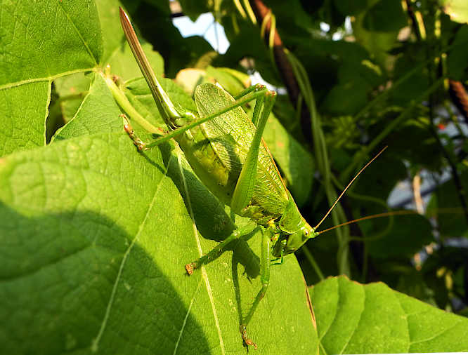 Zwitscherschrecke (Tettigonia cantans)