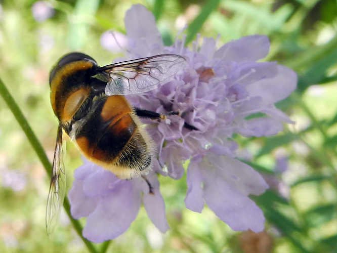 Hummel-Keilfleckschwebfliege (Eristalis intricaria)