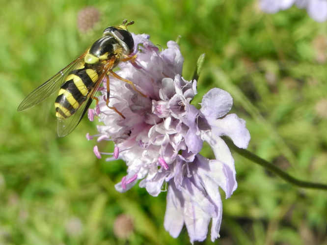 Gestreifte Waldschwebfliege (Dasysyrphus albostriatus)