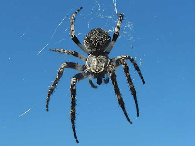 Brückenkreuzspinne (Larinioides sclopetarius)