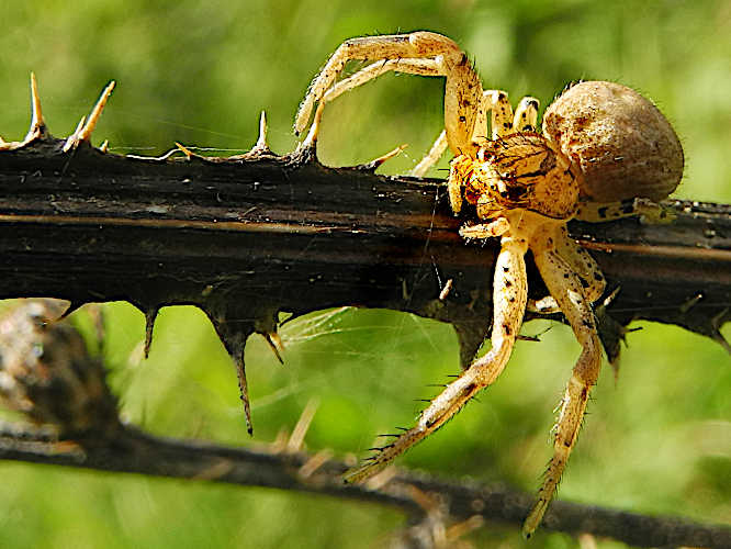 Gewöhnliche Krabbenspinne (Xysticus cristatus))
