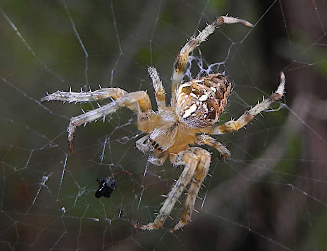 Gartenkreuzspinne (Araneus diadematus)