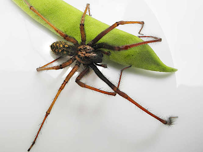 Große Hauswinkelspinne (Eratigena atrica)