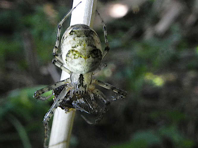 Artenkomplex Herbstspinne (Metellina segmentata / mengei)