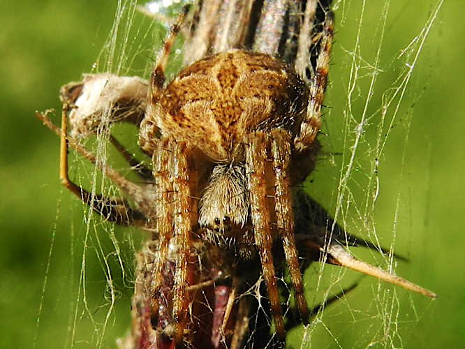 Körbchenspinne (Agalenatea redii)