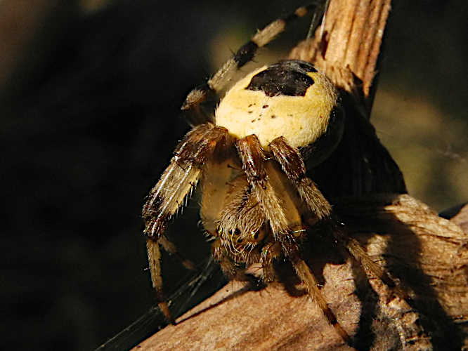 Marmorierte Kreuzspinne (Pyramidatusform) (Araneus marmoreus var. pyramidatus)