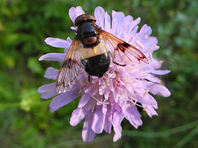 Gemeine Waldschwebfliege (Volucella pellucens)