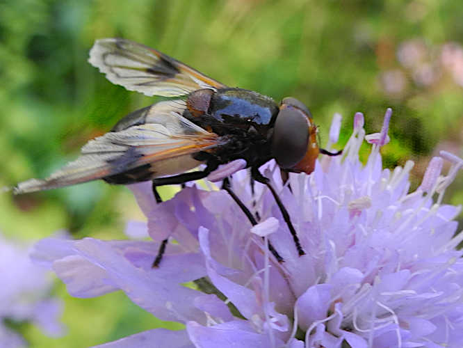 Gemeine Waldschwebfliege (Volucella pellucens)