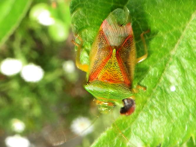 Bunte Blattwanze (Elasmostethus interstinctus)