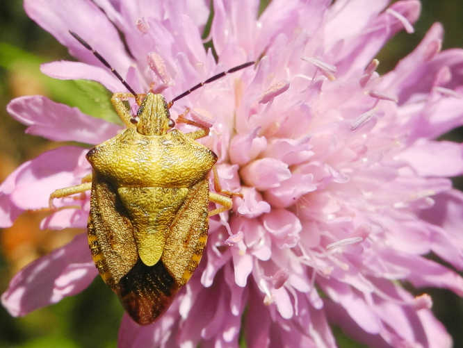 Purpur-Fruchtwanze (Carpocoris purpureipennis)