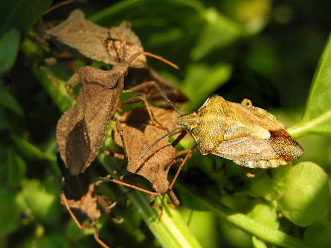 Purpur-Fruchtwanze und Lederwanzen (Coreus marginatus)