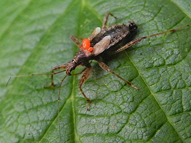 Flügellose Sichelwanze (Himacerus apterus) mit Milben