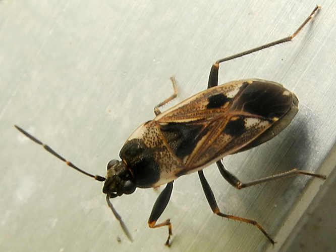 	Gemeine Bodenwanze (Rhyparochromus vulgaris)