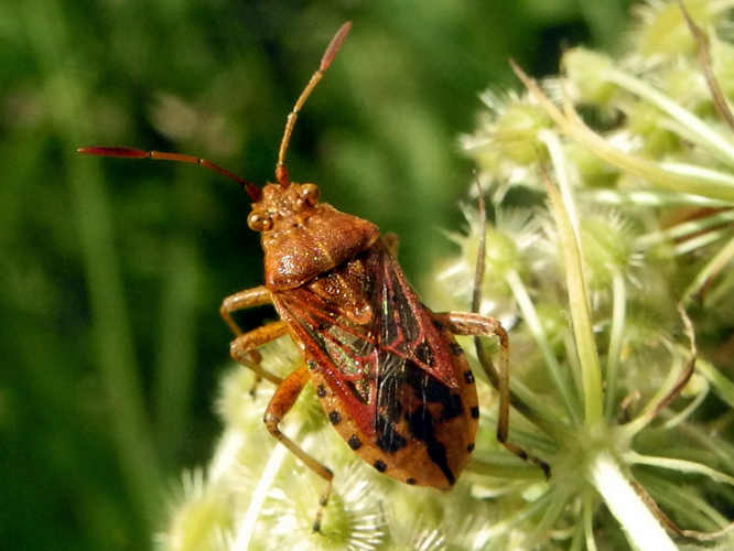 Dickfühler-Glasflügelwanze (Stictopleurus crassicornis)