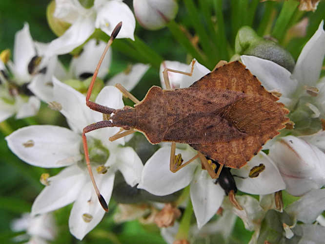 Rhombenwanze (Syromastus rhombeus)
