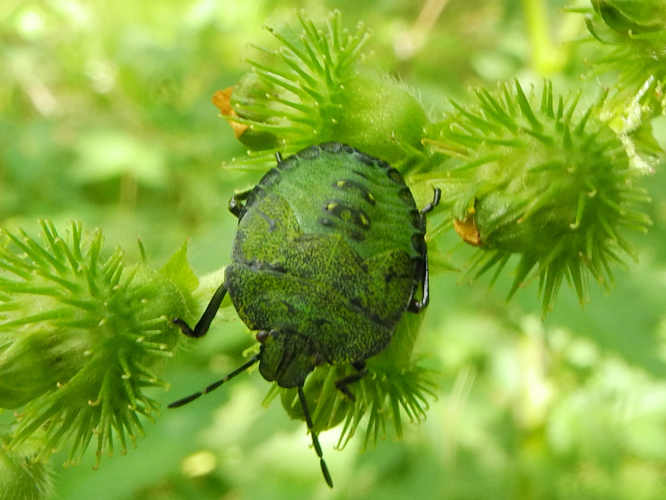 Grüne Stinkwanze (Palomena prasina)