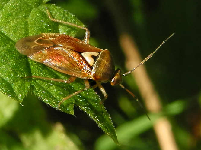 Gemeine Wiesenwanze (Lygus pratensis)