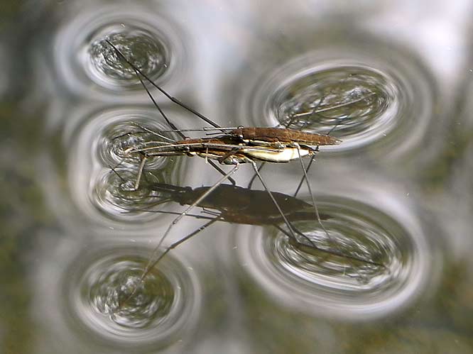 Gemeiner Wasserläufer (Gerris lacustris)