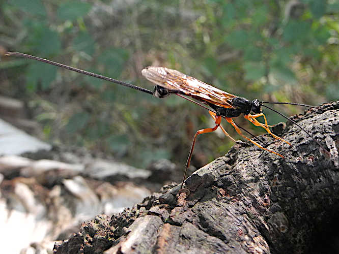 Rotbeinige Holzschlupfwespe (Ephialtes manifestator)