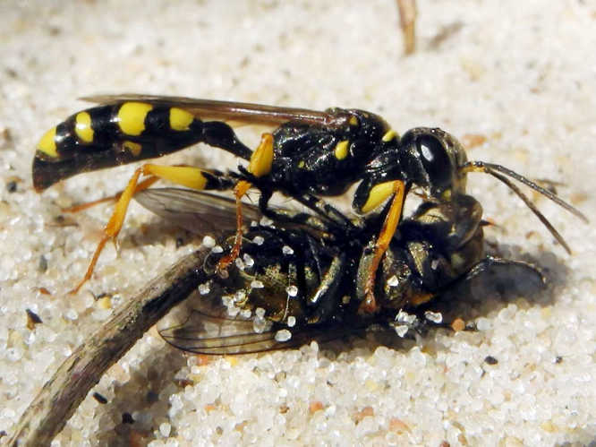 Kotwespe (Mellinus arvensis)